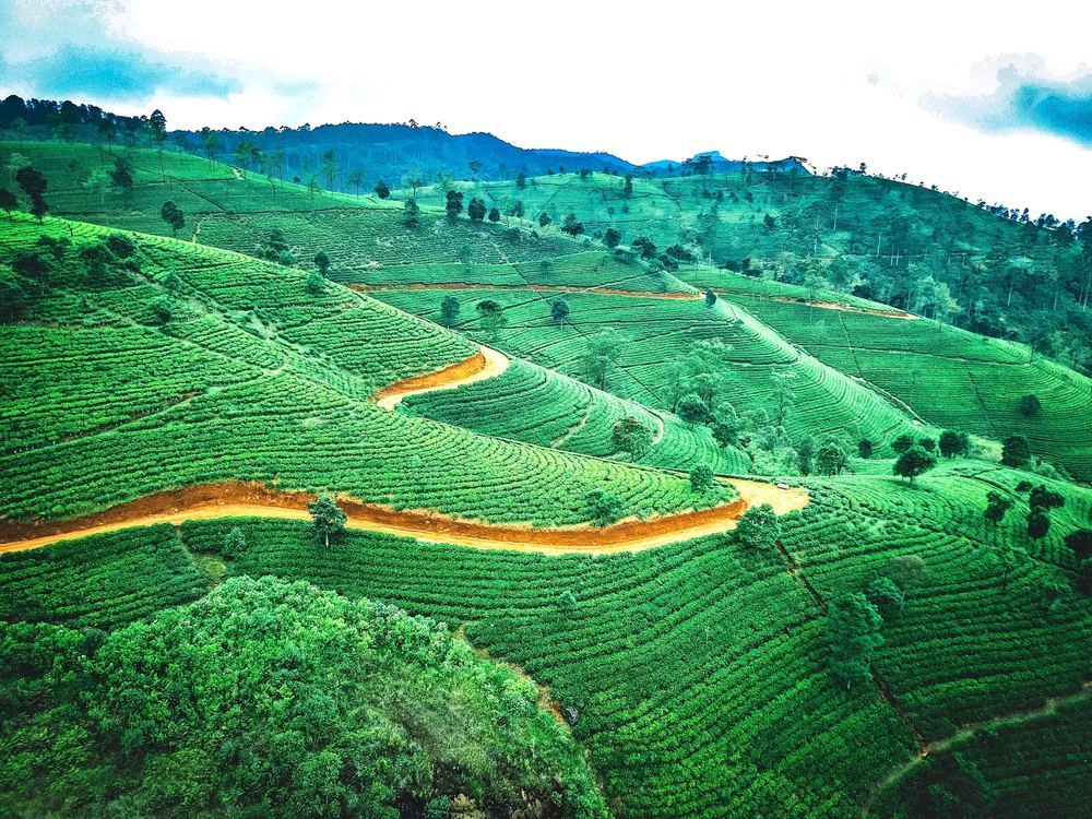 Green tea hills