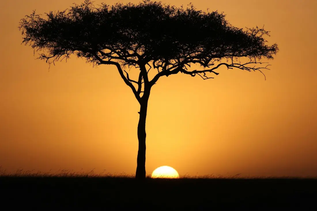 Big-sky safaris by day, Indian Ocean beaches to finish.